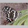 Papilio demodocus - Afrika - wien-a 02.jpg